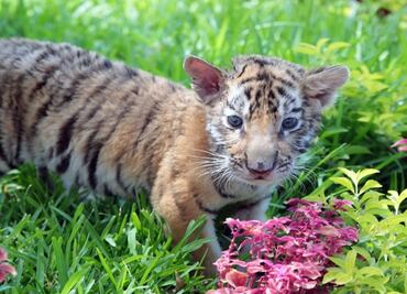 Covid, the baby Bengal tiger born in a Mexican zoo