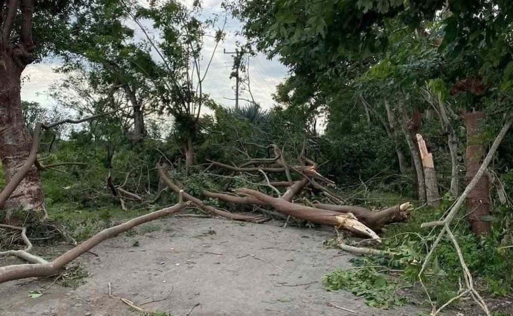 Árboles caídos por tornado en comunidad de Veracruz (29/10/2025). Foto: Especial