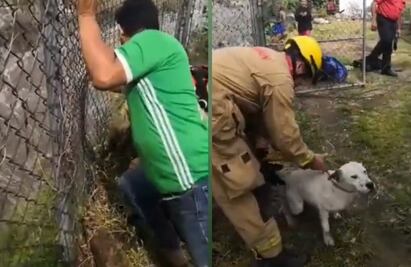 Así fue el rescate de un lomito que fue arrastrado por la corriente de un canal en Zapopan