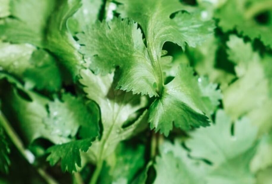 De qué está hecho el mixmole o michmole