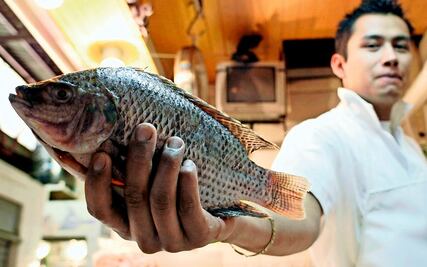 Sustituyen 1 de cada 3 pescados. Gato por liebre