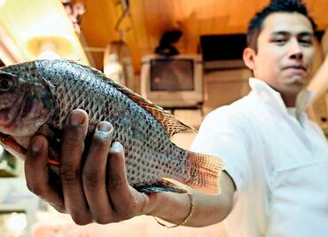 Sustituyen 1 de cada 3 pescados. Gato por liebre