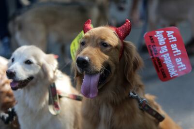 Perros protestan en Filipinas contra fuegos artificiales