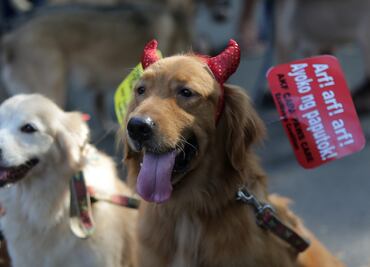 Perros protestan en Filipinas contra fuegos artificiales