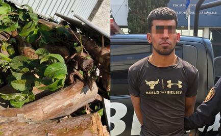Detienen a persona por tala ilegal de árboles en la Benito Juárez; no logró acreditar permisos