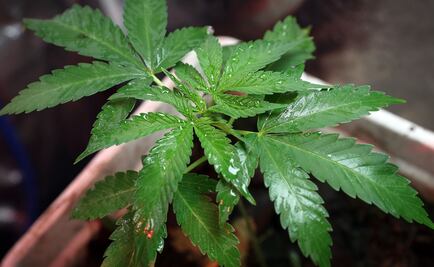 Prueban molécula de marihuana contra problemas de memoria