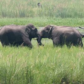 Humanos, amenaza para las especies