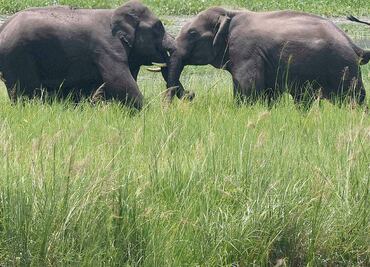 Humanos, amenaza para las especies