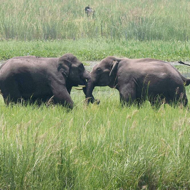 Dos elefantes, en un humedal en Assam, India. Para el año 2000 sólo quedaban 13% de los humedales que había en 1700. AP