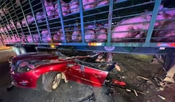 Choque entre auto y tráiler con cerdos deja un lesionado en la México-Texcoco; autoridades investigan causas del accidente