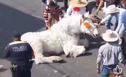 VIDEO: Caballo colapsa de cansancio al jalar carroza en Atlixco, Puebla; autoridades investigan