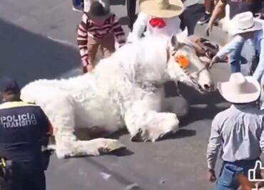 VIDEO: Caballo colapsa de cansancio al jalar carroza en Atlixco, Puebla; autoridades investigan