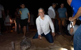 Michoacán prepara liberación de 1.8 millones de crías de tortuga marina; participan 27 campamentos tortugueros