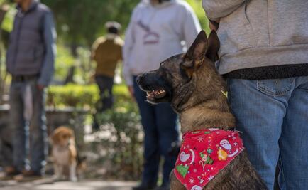 Fiscalía investiga envenenamiento masivo de perros en Comapa, Veracruz