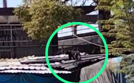 ¿Qué hacer y dónde reportar si ves a la pantera negra de Tacuba deambulando en CDMX?