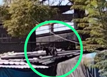 ¿Qué hacer y dónde reportar si ves a la pantera negra de Tacuba deambulando en CDMX?