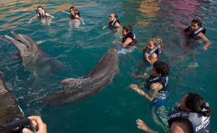 Discuten diputados por ley de delfinarios