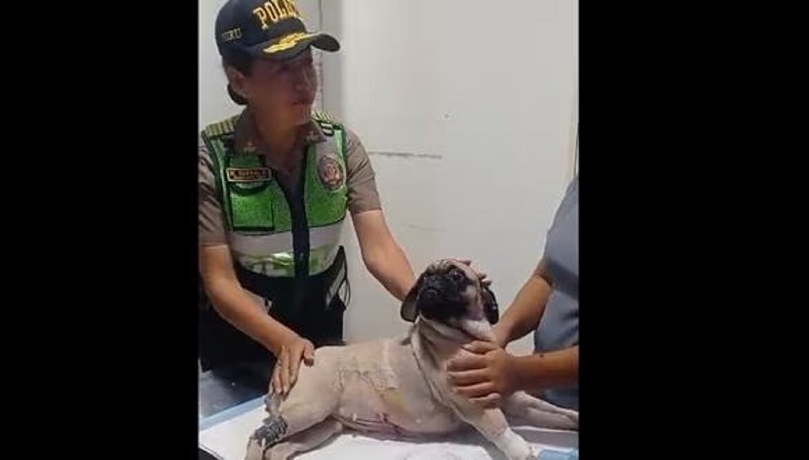 El Ministerio Público condenó al agresor por el delito de abandono y actos de crueldad contra animales domésticos y silvestres. Foto: GEC