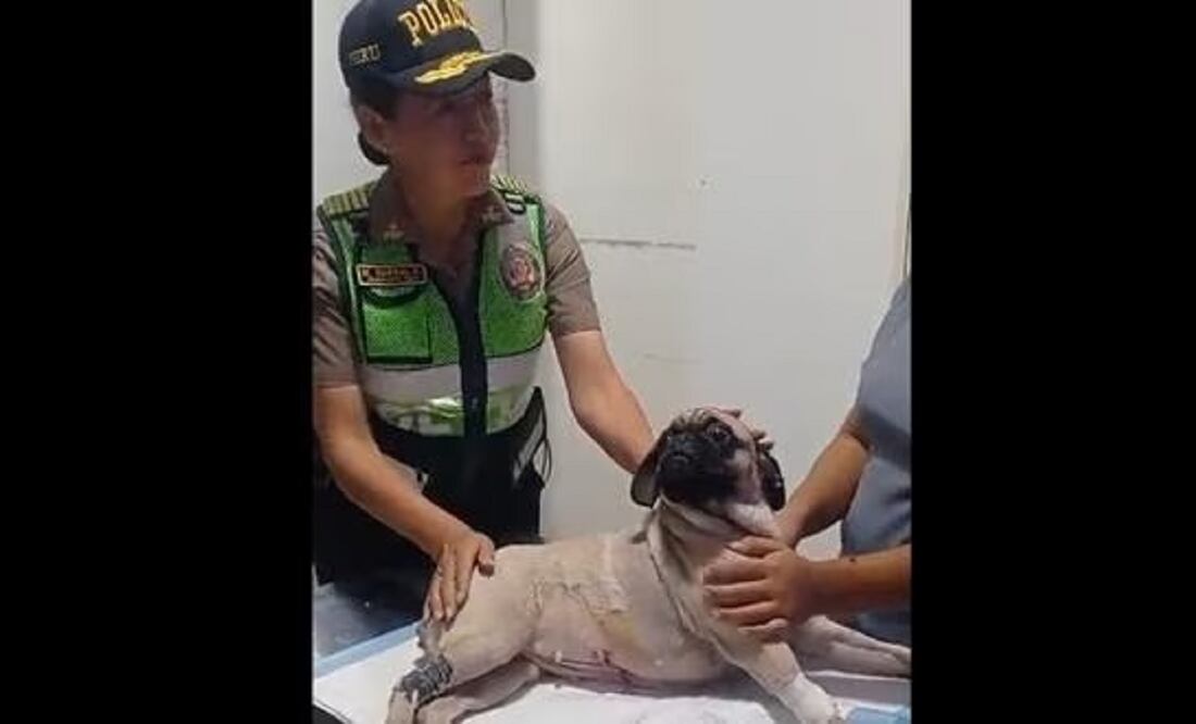 El Ministerio Público condenó al agresor por el delito de abandono y actos de crueldad contra animales domésticos y silvestres. Foto: GEC