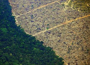 México y los otros 9 países más afectados por la deforestación
