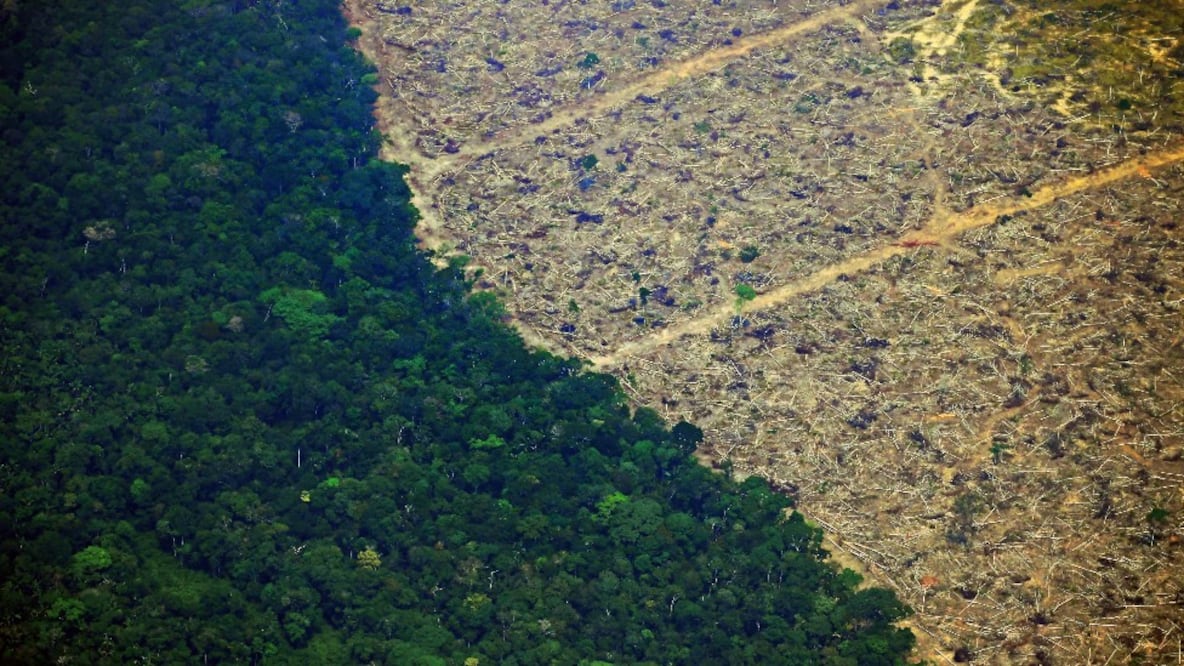 El año pasado se perdieron en los trópicos 11,9 millones de hectáreas de bosque. Una tercera parte de la pérdida fue en bosques primarios. Foto: Getty Images vía BBC