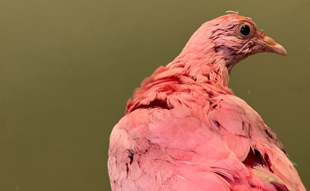 Foto: Tomada de Twitter @wildbirdfund.