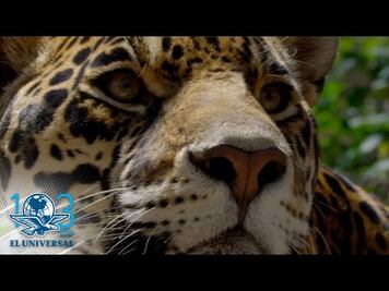 Más de 2 mil jaguares en peligro por el Tren Maya