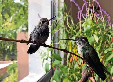 ¿Cómo puedes adoptar un colibrí y contribuir a su conservación? Consulta aquí