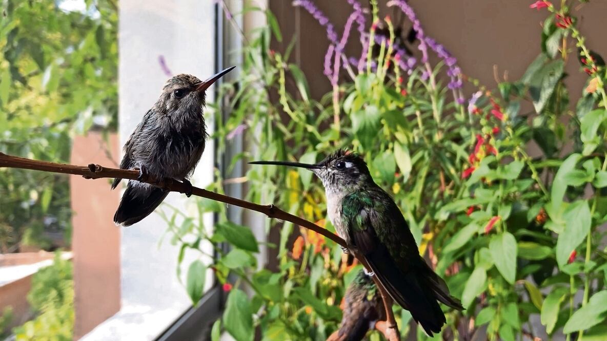 La misión de La reina de los colibríes: salvar vidas