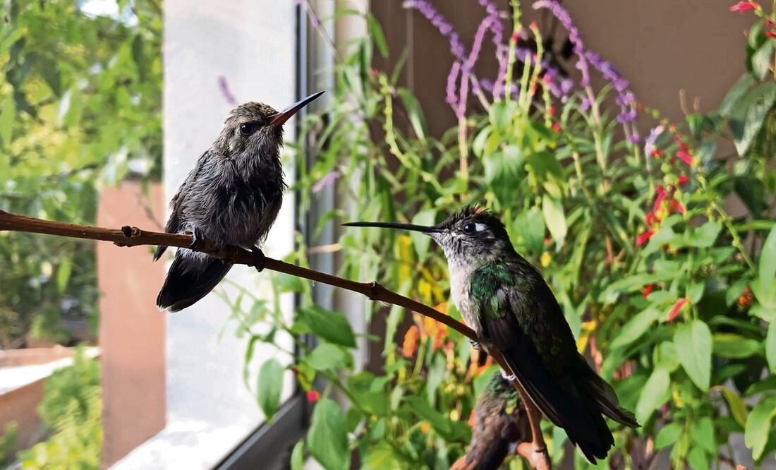 La misión de La reina de los colibríes: salvar vidas