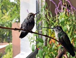 ¿Cómo puedes adoptar un colibrí y contribuir a su conservación? Consulta aquí
