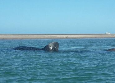 Rescatan a tiburón ballena varado en Baja California Sur