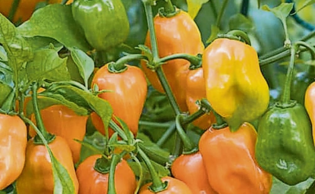 El chile habanero es originario de la cuenca del Amazonas, pero se domesticó y adoptó en la península de Yucatán. Foto: Especial