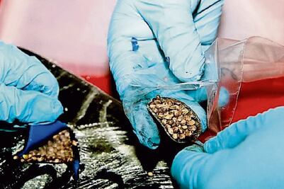 Avalan compra de semilla de cannabis: SCJN 