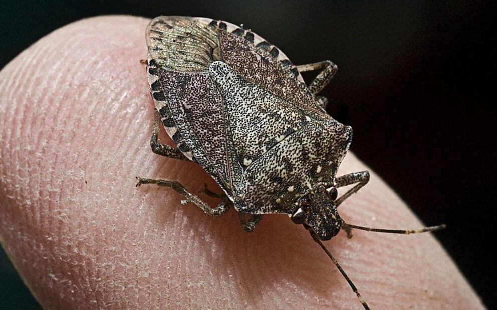 Enfermedad de Chagas. Foto: Especial