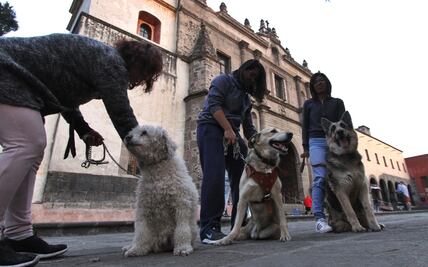 Llevan a mascotas ante San Antonio Abad; piden por su salud