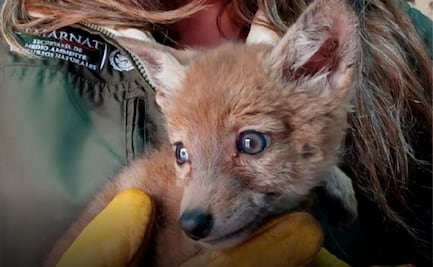 Profepa atiende a cría de coyote hallado en domicilio de Tlaxcala; humanos, la principal amenaza de la especie