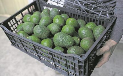 El origen del conflicto que pega a los productores de aguacate