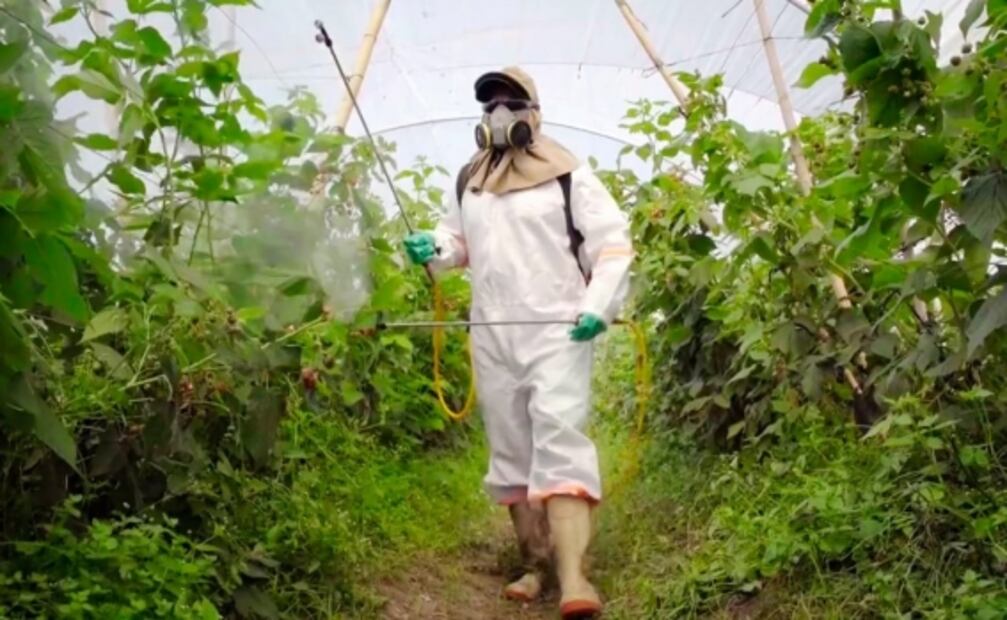 Vigilan uso de plaguicidas en Sinaloa