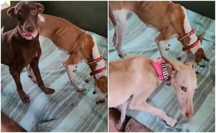 Reportan en buen estado a perros rescatados en La Palma; muestran primeras imágenes 