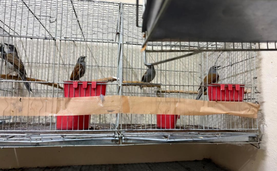 Decomiso de cinco ejemplares de aves clarín jilguero, una especie de ave sujeta a protección especial en México (27/02/2026). Foto: Especial