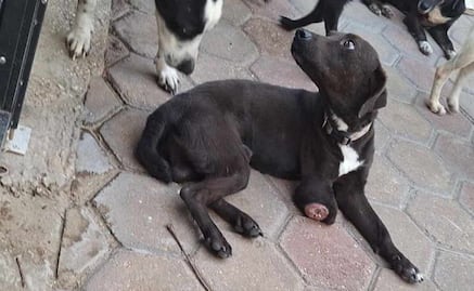 Rescatan a ocho perros en abandono en Veracruz; presentaban desnutrición
