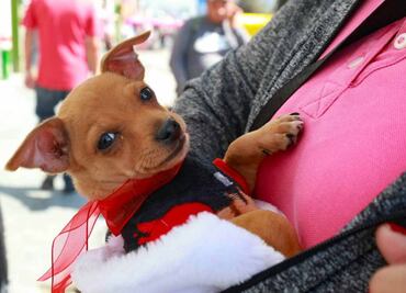 Congreso CDMX reconoce a los animales como seres sintientes en el Código Civil; dejarán de ser bienes inmuebles