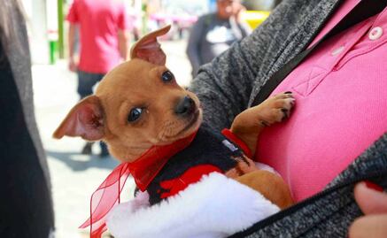 Congreso CDMX reconoce a los animales como seres sintientes en el Código Civil; dejarán de ser bienes inmuebles