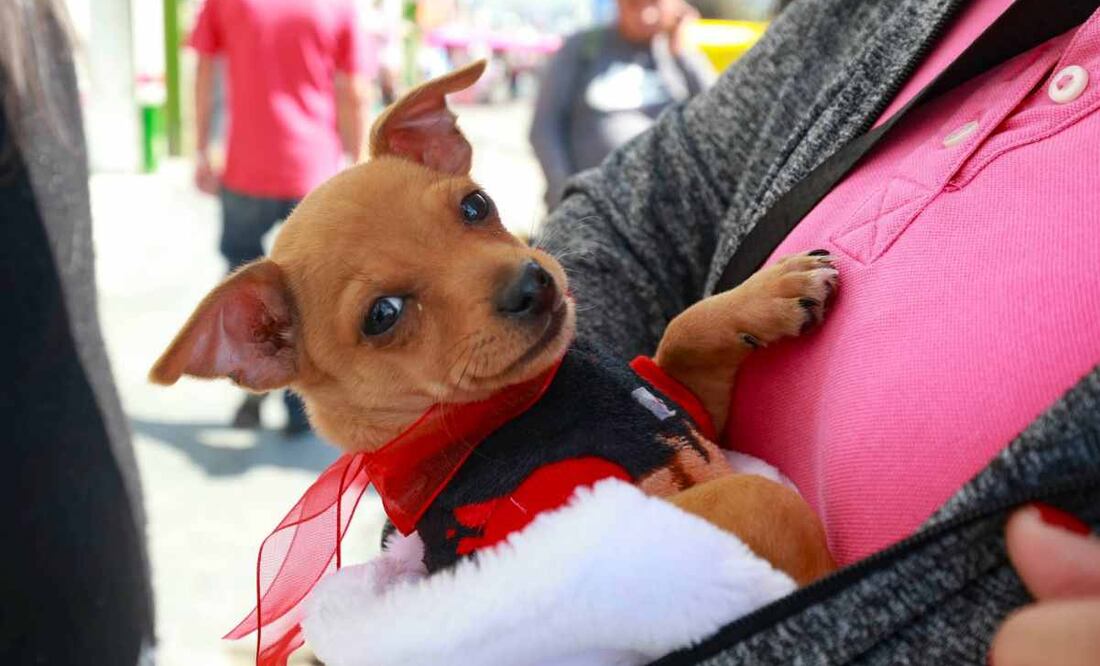 Congreso CDMX reconoce a los animales como seres sintientes en el Código Civil. Imagen ilustrativa. Foto: Alejandro Vargas/EL UNIVERSAL