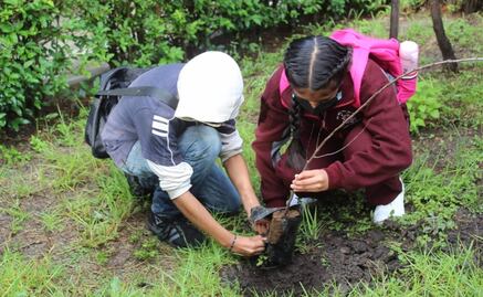 Siembran árboles en honor a 134 maestros fallecidos por Covid-19 en Guanajuato