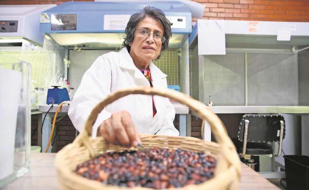 La científica mexicana Esperanza Martínez Romero, laureada de 2020, destaca por su trabajo pionero en el uso de bacterias amigables. Foto: Germán Espinosa/ EL UNIVERSAL