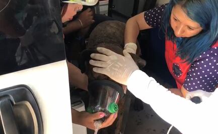 VIDEO: Entre aplausos, rescatan a perros tras explosión por gas en casa de Iztapalapa