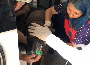 VIDEO: Entre aplausos, rescatan a perros tras explosión por gas en casa de Iztapalapa