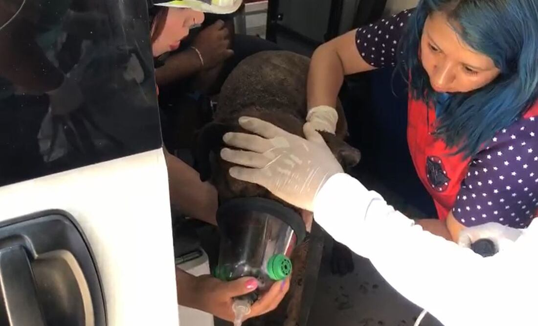 Dos perros fueron rescatados tras la explosión en una casa en Iztapalapa. Foto: Isidro Corro / EL UNIVERSAL